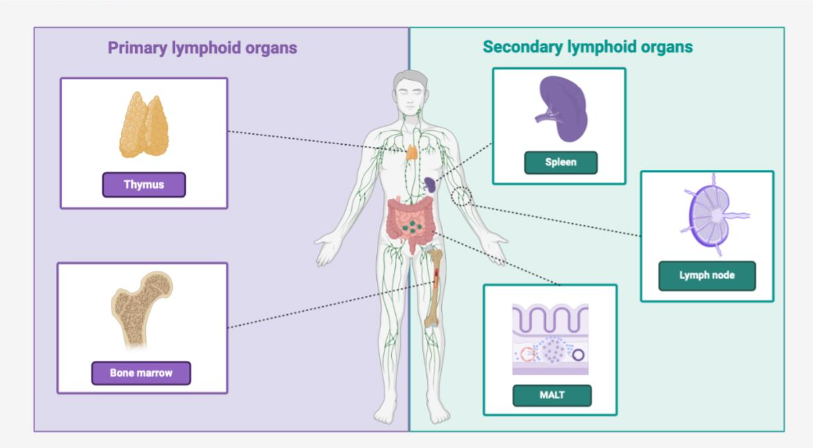 Lymphatic system 2